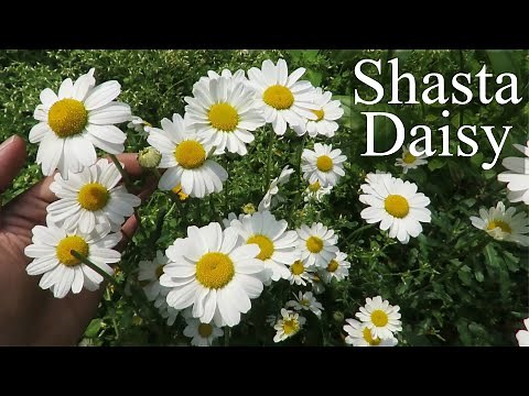 Shasta Daisy, Growing Shasta Daisy Flower, Leucanthemum × superbum