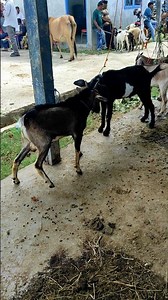 adu banteng, kambing hitam dan kambing coklat