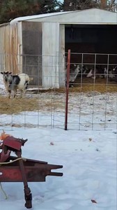 Brenna, Morgan & their new boyfriend Brock! Goat love 💕 | Lucky Stables