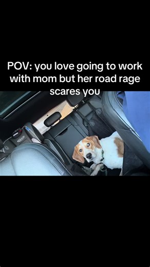 Navigating Boston Traffic: A Dog's Perspective