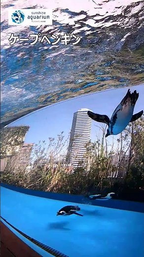 【ケープペンギン】空を飛ぶペンギン１【サンシャイン水族館 】 #Shorts