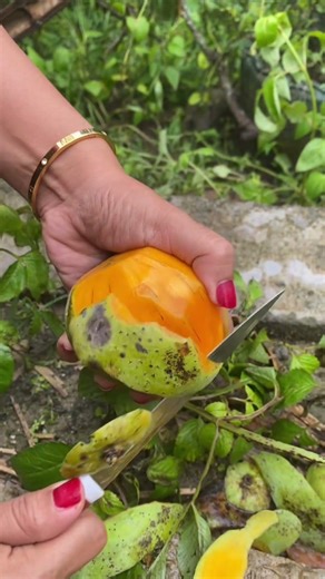 Kupas Mangga #mangga