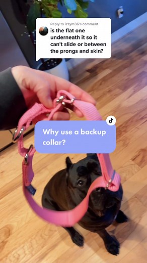 Why Use a Backup Collar with Your Herm Sprenger Prong?