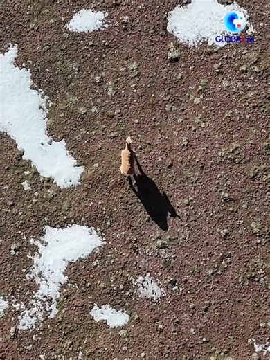 Meet a robotic antelope, which can provide accurate, reliable images and data for the study of Tibetan antelope behavior in China's Qinghai-Tibet Plateau. #Xinhua #XinhuaHK #Tibet #Xizang #antelope #robot | 新華香港