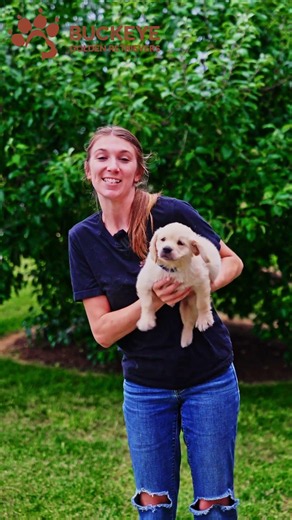 Rocky - 3 - AKC Light Red American Golden Retriever Puppy | Buckeye Golden Retrievers