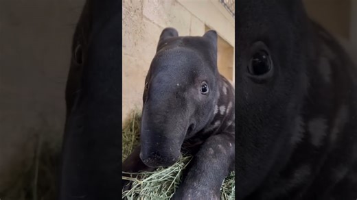 Baby tapir discovers the forest with adorable curiosity