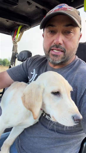 Day 3 with Lucy! We’re starting to see some real pointing instincts come out in this little lab. She’s already showing off that natural focus and body language that says “bird dog in the making.” She comes from a strong background of pointing labs, and it’s starting to show! 🐾🚜 #PointingLab #LabPuppy #BirdDogTraining #GunDogLife #HuntingDogs