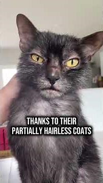 3 Strangest Cat Breeds You’ve Never Seen!