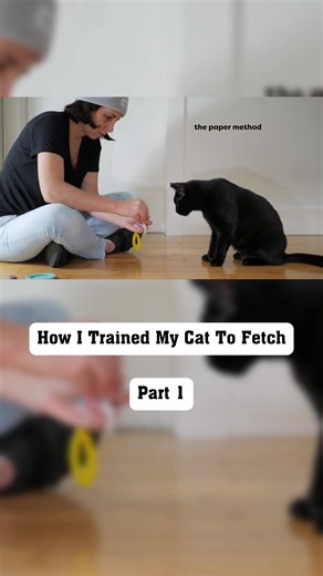 How to Successfully Train Your Cat at Home