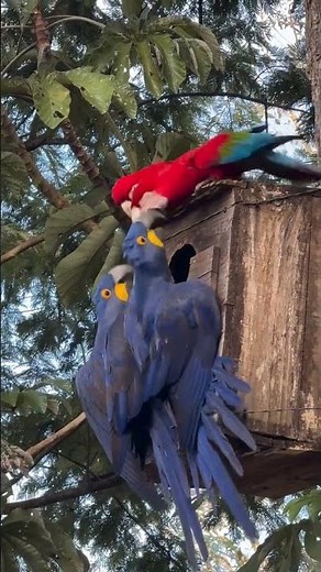 Cutest Blue Macaw Moments – Hyacinth Macaw Being Adorable! #trending