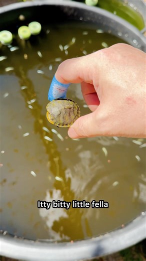 🫡 God Speed Lil Buddy #rescue #turtle #fish #pond #aquariums