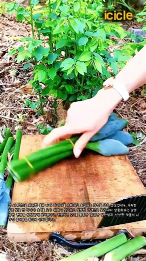 희귀한 블루 자바 바나나 수확과 손질 과정