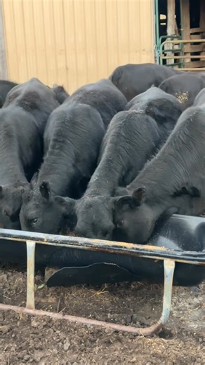These heifers are loving their feed. Although we run a cow-calf operation on grass, when weaning and raising calves we always offer feed to get them trained to the trough. This makes it easy to get them up for checks and help them find the mineral we keep out for them throughout the year as well. #kentuckyfarmlife #farmer #farm #farming #cows #goats #chickens #ducks #cow #goat #chicken #duck #farmlife | Kentucky Farm Life
