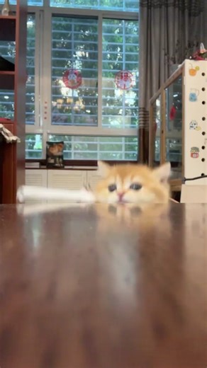 Hilarious Spoopy Kitten Moments - Funny Cat Compilation