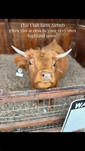 This Airbnb in Utah gives you your own cabin on a farm with access to highland cows off your back porch 🐮 There are also other animals to pet and feed on the farm including chickens, sheep, pigs, and goats. Would you stay here? 🌻@The Grand Ranch #farm #highlandcow #animals #travel #moodboost