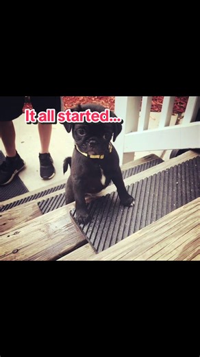 Unveiling the Story Behind Pugs: It All Started Here
