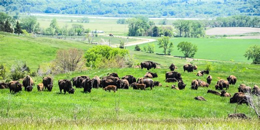 Wildlife expert weighs in on battle between buffalo and bison