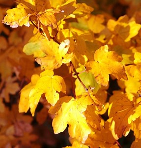 Acer campestre (Field Maple) Tree for Sale - Barcham Trees