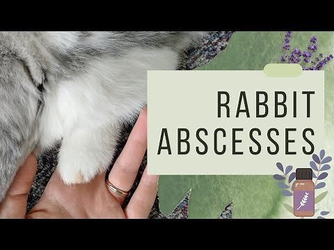 How To Treat Rabbit Abscesses At Home