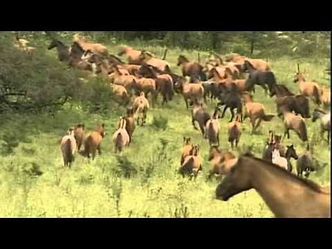 Culture of Argentina : The Criollos