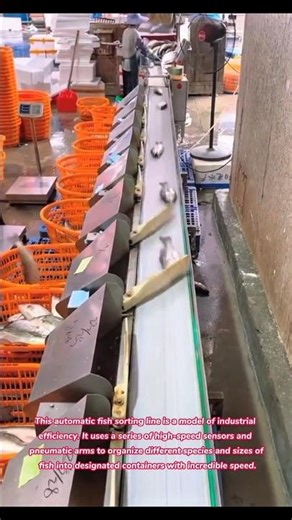 Incredible High-Speed Fish Sorting Line! 🐟🤖 #fish #fishing #automation #sort #how