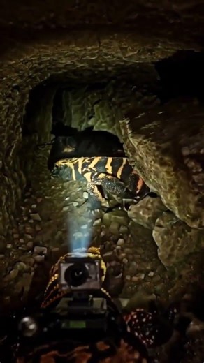 The Gila monster enters a deep, protected nesting chamber within the underground system #tinylens