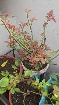गुलाब में एक बार ये ट्राई करो | पूरी सर्दियों में खिलेंगे अनगिनत फूल || #roseplantcaretips #pruning