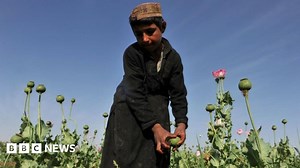 Afghanistan opium harvest at record high - UNODC