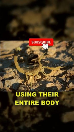 Scorpions Glow Neon Blue Under UV Light — But Why? #Shorts #Biology