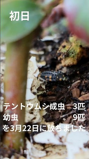 【実験中】テントウムシでアブラムシ駆除 #家庭菜園 #農業 #ブルーベリー