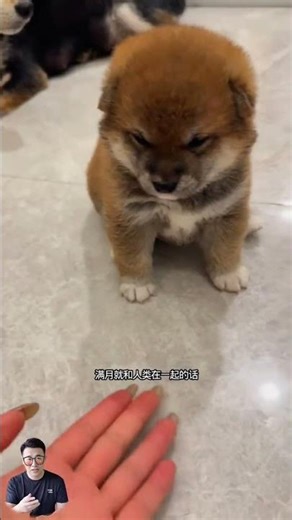 Decoding Your Dog's Illiteracy: The Secret to Happy Paws