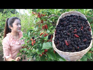 Have you ever made mulberry tea at home? / Pick mulberry for my recipe / Countryside life TV