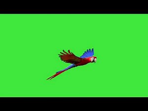 Flying parrot green screen footage(only for my subscribers)