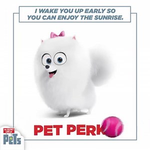 Gidget believes in early to rise, even if you don’t. | The Secret Life Of Pets