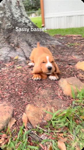 Instagram video by Lab and Basset Lover • Dec 28, 2025 at 3:43 PM