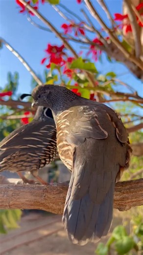 Cute California Valley Quails on Instagram: "Watch them fly away at the end heheh 😂🐥💖 . . . . . #poinsettia #birds_adored #exotic #birdlover #borbs #adorablequails #birdphotography #valleyquails #quaillover #nature"