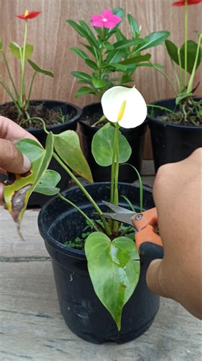 Anthurium Plant Care 🌱#anthurium #gardening #garden #plants
