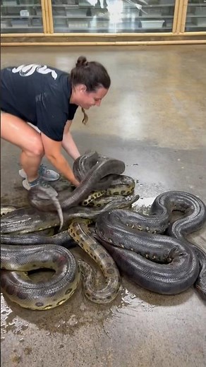 ANACONDA’S GALORE😳😅