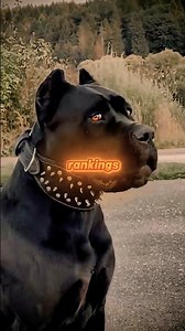 Top 5 Guardian Dogs | Who Protects You Best?