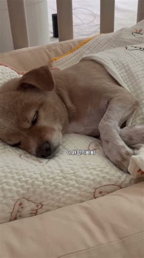 잠자는 숲속의 완댜님 삐삐