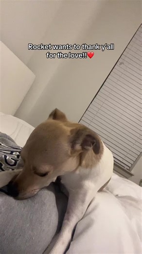 Rocket Dog Thanks for the Love from Fans!