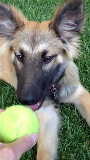 German Shepherd Golden Retriever Mix