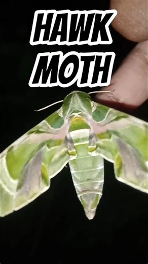🦋 The Stunning Beauty of the Oleander Hawk Moth | Nature's Living Masterpiece