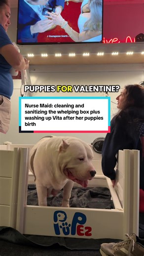 The moment I realized my Mom got puppies for Valentine’s this year. My Stepdad is still in a coma and I was worried she would be sad but then I realized she had us and 7 beautiful puppies to spend the day with her! 🥹🤎 We love you mom @thebossladynicky #xlbully #dogsoftiktok #puppytiktok #doglove #dogmom