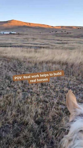 Katy Worman’s horse, Sugar, had her very first day out dayworking last week, and she handled it like a champ! At J&A, we believe horses learn best through real jobs, real exposure, and real experiences, not just circles in an arena. When we have horses in our program longer than 30 days, we work hard to get them out into real-life situations so they can actually apply what they’ve learned. We are so proud of this mare and the direction she’s headed! #jandaequine #HorseTraining #DayWork #PurposeD