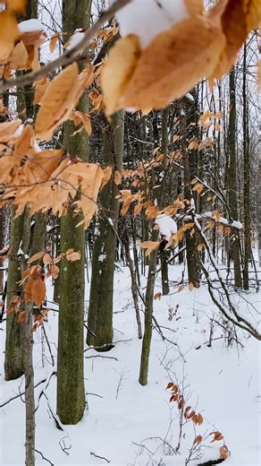 Our family property. God’s beautiful creation. #Michigan #Winter #Forest #creation #snow