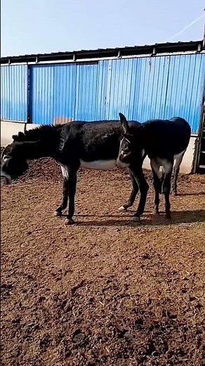 Funniest Donkey Ever Donkey Training the fun way