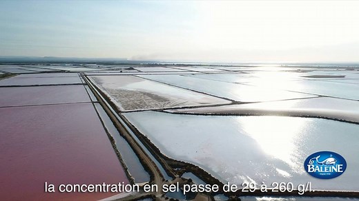 Le sel de mer La Baleine en 90 secondes ! Pour tout savoir sur l'origine du sel, le savoir-faire unique et ancestral, le gros sel, le sel fin et la fleur de sel... Les salins du sud de la France tels que vous ne les avez jamais vu. | La Baleine