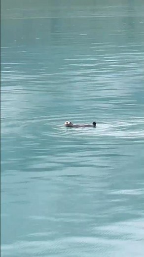 Sea Otters at Glacier Bay National Park, Alaska 🦦 #seaotter #alaskasummer