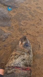 Seal Caught in Shark Trace This young seal was caught in a shark trace - a rig made of thick fishing line or steel wire, strong enough to handle large sharks. Designed to resist snapping or being bitten through, shark traces often include heavy-duty swivels and large barbed hooks. They’re commonly used in shore-based recreational shark fishing, especially in areas like ours. And while the fishermen who use them often argue that it’s just a harmless sport - “Catch and release,” they say - the rea